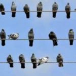 چرا پرندگانی که روی یک سیم برق می نشینند دچار برق گرفتگی نمی شوند؟